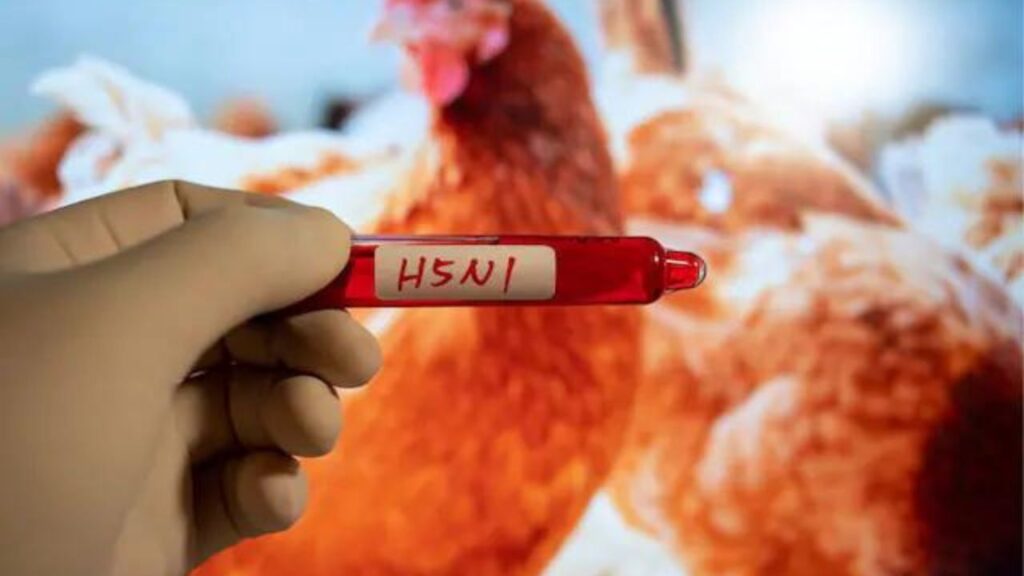 Bird Flu Virus : मानवों के लिए कितना खतरनाक है और कैसे बनता है मौत का कारण