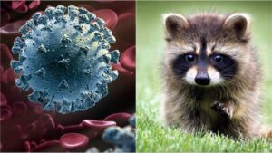 Corona Virus in Wild Animals: जंगली जानवरों में तेजी से फैल रहा है कोरोना वायरस, जानिए क्या हो सकते हैं खतरें