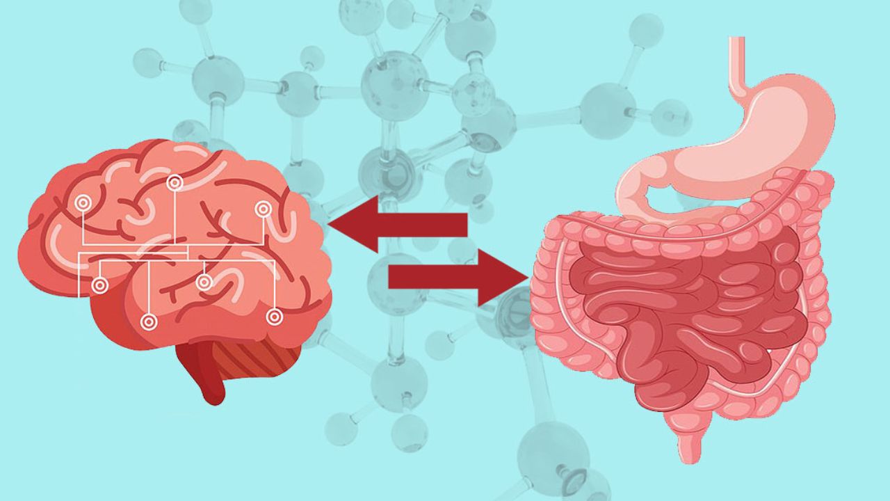 The Brain-Gut Connection: क्यों चिंता से पेट में गड़बड़ी होती है?