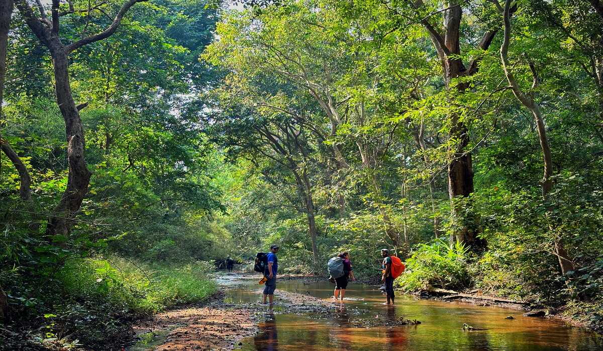 Pench National Park: पेंच नेशनल पार्क में ट्रेकिंग का मजा, पहाड़ों से कहीं ज्यादा रोमांचक